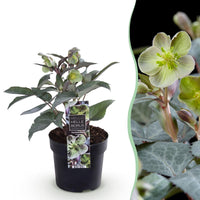 Green boutiQ - Tuinplant - Lenten Rose Helleborus sternii Silver Dollar - Groene  Bloem -1 Plant - Groenblijvend - Pot 14cm Hoogte 35cm