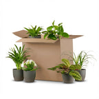 Green boutiQ - Plante d'intérieur - Box surprise verte - Entretien facile - 6 Plantes - avec cache-pot gris - Pot 10,5 - 12 cm - Hauteur 15 - 45 cm