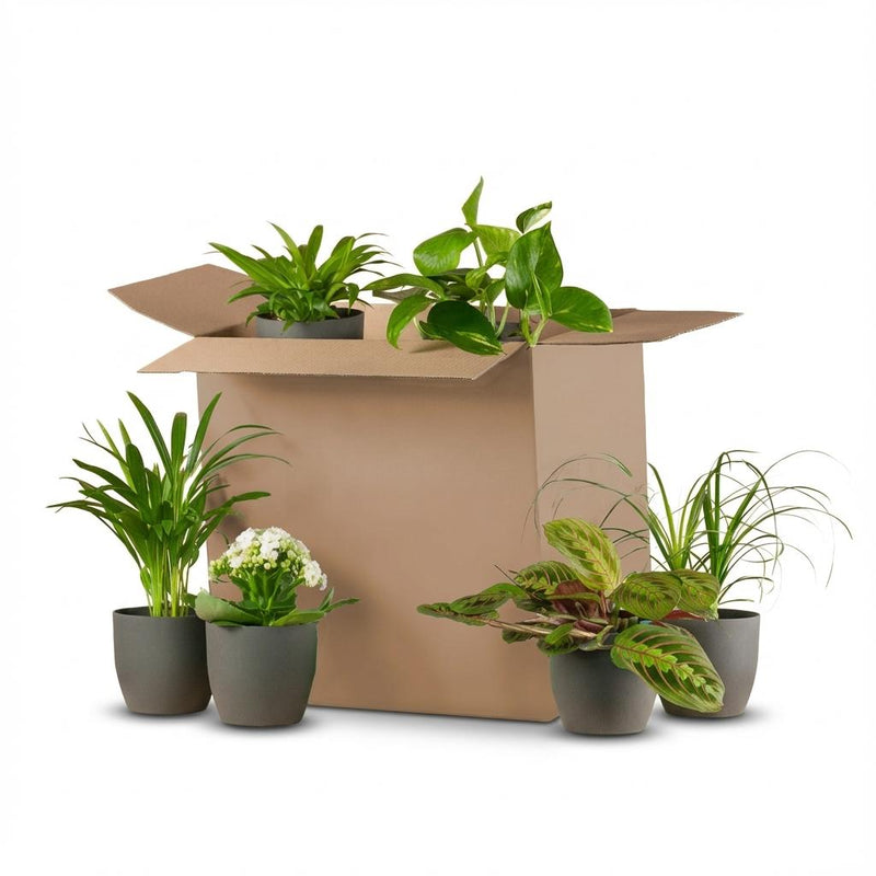 Green boutiQ - Kamerplant - Groene Verrassingsbox - Weinig onderhoud - 6 Planten - met Potter Grijs- Pot 10,5 - 12cm - Hoogte 15 - 45cm