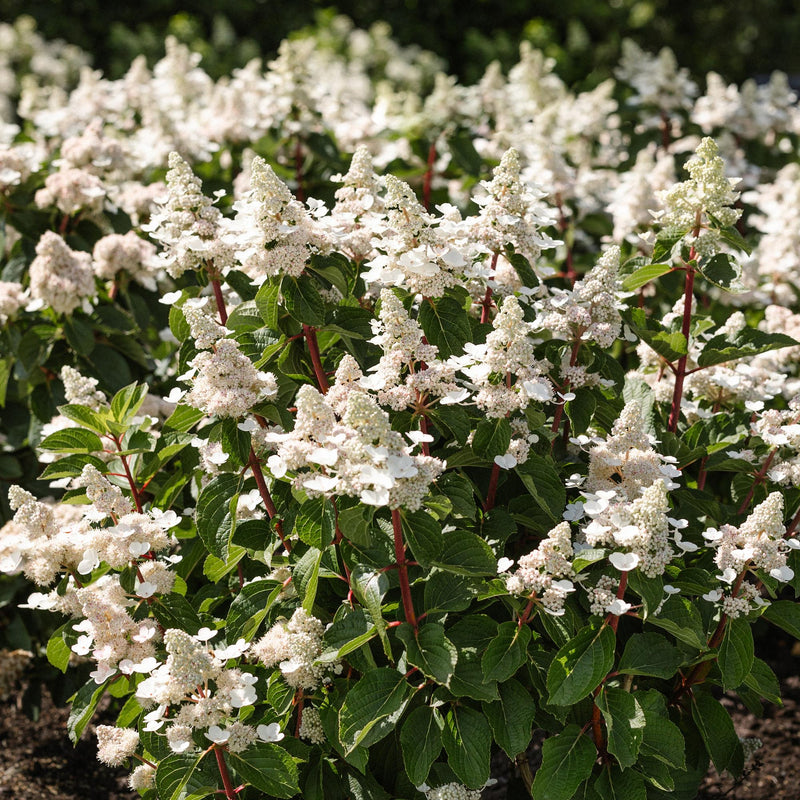 Green boutiQ - Tuinplant - Hydrangea panniculata Living Infinity - Pluimhortensia - Winterhard - Wit - 3 Planten - Pot 12cm - Hoogte Hoogte 20-30cm
