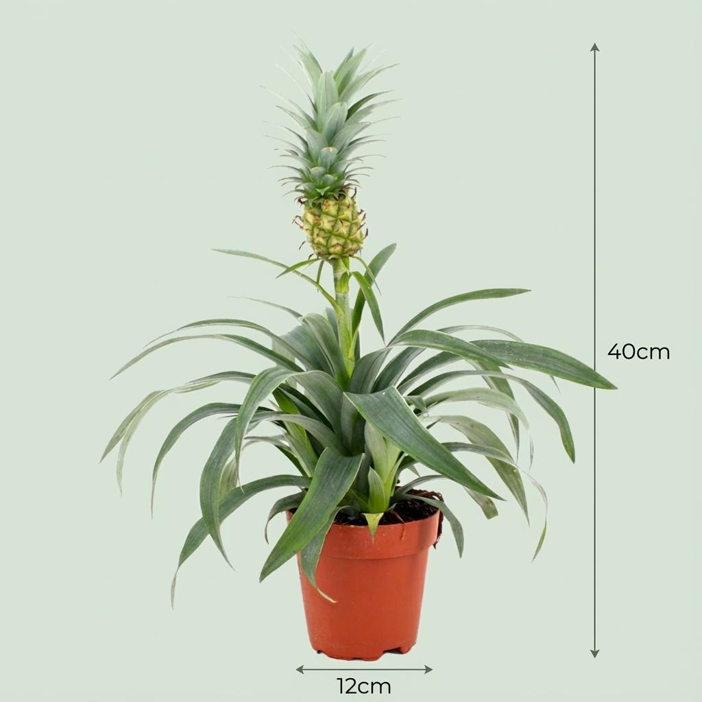 Ananas-Pflanze Mi Amigo - 4 Stück - Ø 12 cm - Höhe: 35 - 40 cm