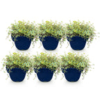 Green boutiQ - Plante vivace - Thymus citr. Sambesi - Thym citron - Aromatique - Jaune - 6 plantes - Pot 11 cm - Hauteur 15-25 cm