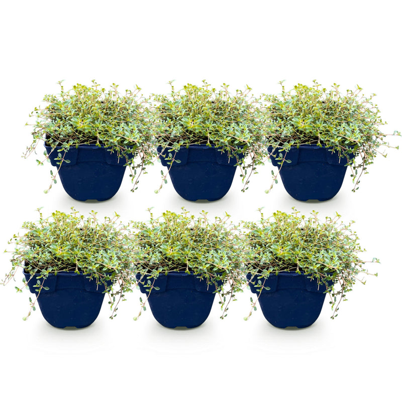 Green boutiQ - Perennial - Thymus citr. Sambesi - Lemon Thyme - Fragrant - Yellow - 6 Plants - Pot 11cm - Height 15-25cm