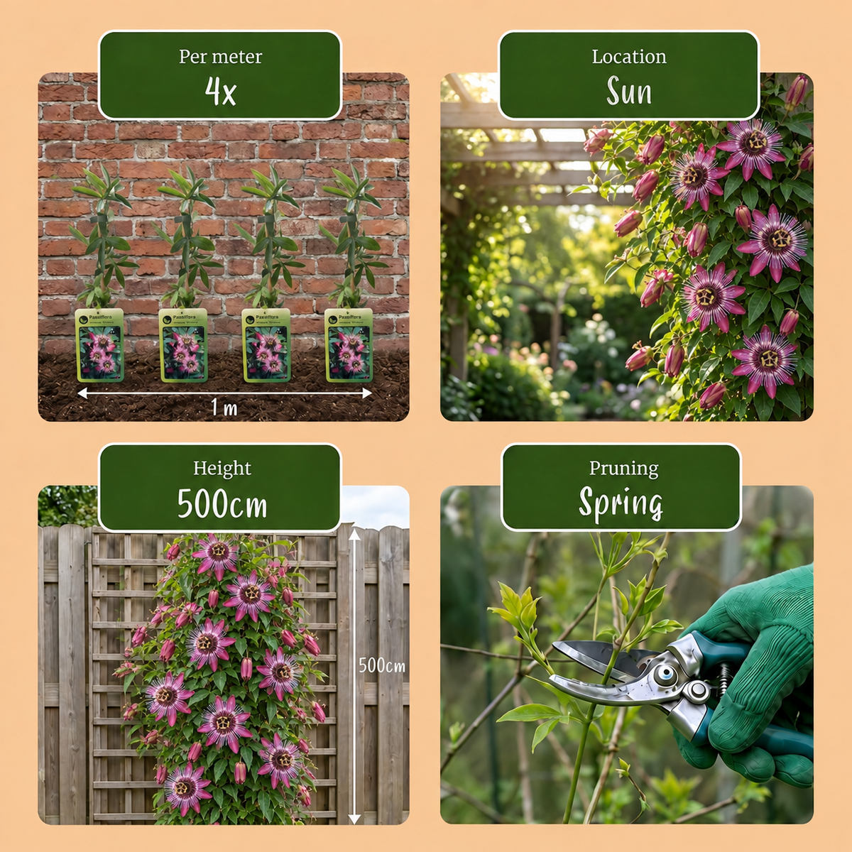 2x Passiflora Victoria - Passiflore Victoria - Rouge - Rose - Grimpante - Ø9cm - ↕35cm