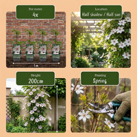 Clematis Miss Bateman - Bosrank Miss Bateman - Wit - Klimplant - Ø9cm - ↕35cm