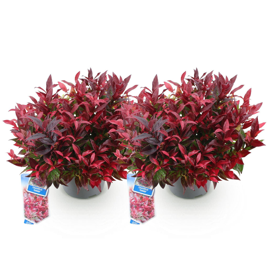 Green boutiQ - Plante de jardin - Leucothoe Zeblid - Rouge - 2 plantes - Persistant - Peu d'entretien - Pot 17 cm Hauteur 45 cm