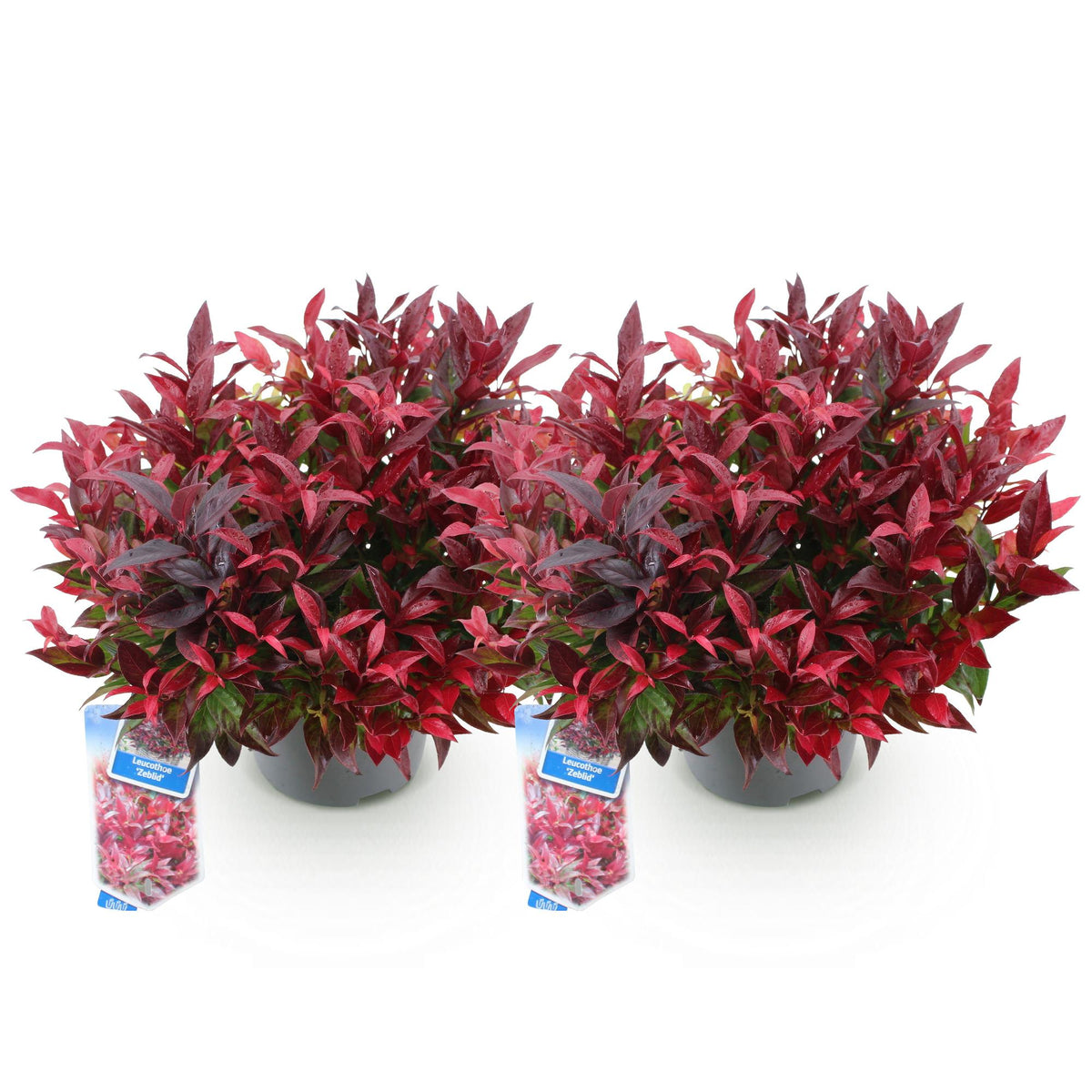 Green boutiQ - Plante de jardin - Leucothoe Zeblid - Rouge - 2 plantes - Persistant - Peu d'entretien - Pot 17 cm Hauteur 45 cm