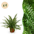 Green boutiQ - Zimmerpflanze - Nephrolepsis exaltata Green Lady - Farn - Haustierfreundlich - Grün - 4 Pflanzen - Topf 12cm - Höhe 28-30cm