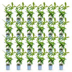 Green boutiQ - 24x Prunus laur. Novita - Laurier cerise - Plantes de haie - Persistant - Vert - Pot 9cm - Hauteur 25-35cm