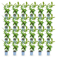 Green boutiQ - 24x Prunus laur. Novita - Laurierkers - Haagplanten - Groenblijvend - Groen - Pot 9cm - Hoogte 25-35cm