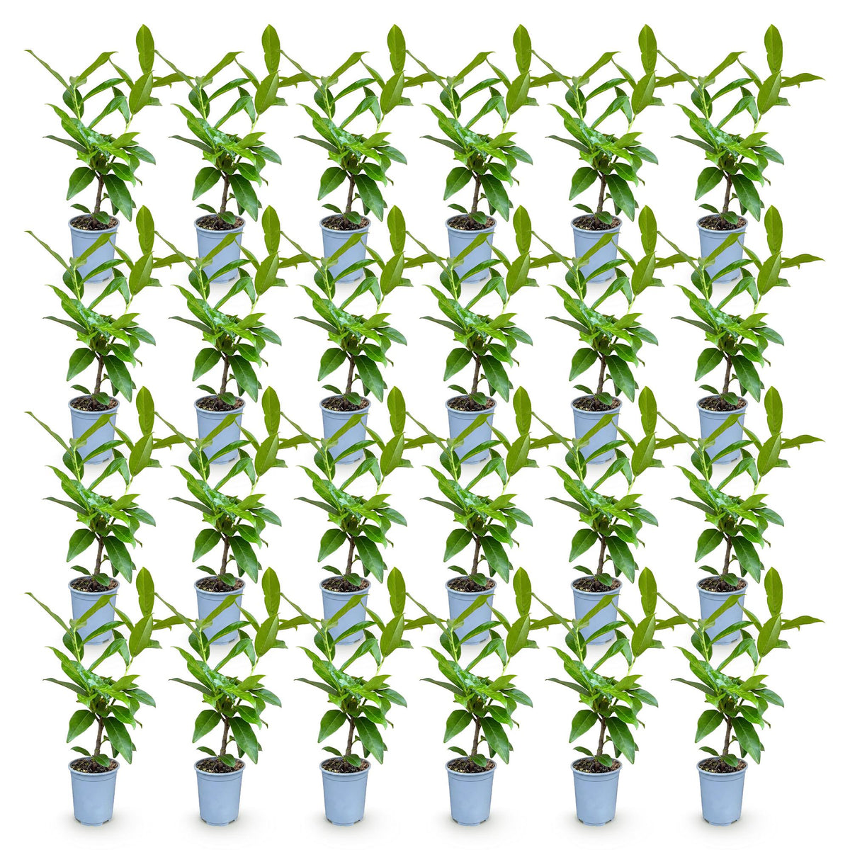 Green boutiQ - 24x Prunus laur. Novita - Laurier cerise - Plantes de haie - Persistant - Vert - Pot 9cm - Hauteur 25-35cm