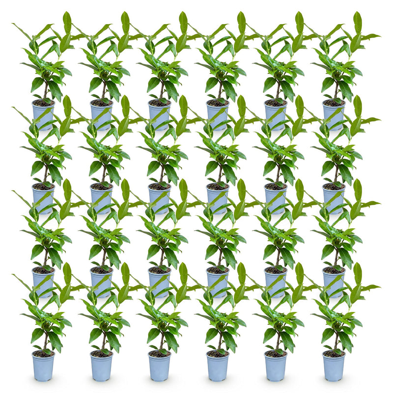 Green boutiQ - 24x Prunus laur. Novita - Laurierkers - Haagplanten - Groenblijvend - Groen - Pot 9cm - Hoogte 25-35cm