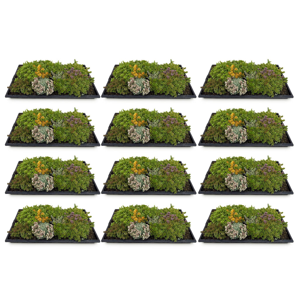 Green boutiQ - Couvre-sol - Rustique - Tapis de sedum - Composé de 10 espèces - X12 - Peu d'entretien - Longueur 50 Largeur 30