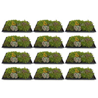 Green boutiQ - Bodembedekker - Winterhard - Sedum mat - Bestaat uit 10 soorten - X12 - Weinig Onderhoud - Lengte 50 Breedte 30