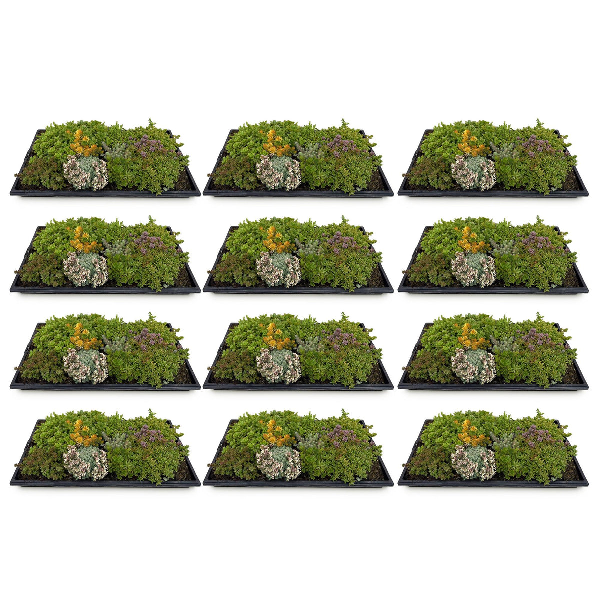 Green boutiQ - Couvre-sol - Rustique - Tapis de sedum - Composé de 10 espèces - X12 - Peu d'entretien - Longueur 50 Largeur 30