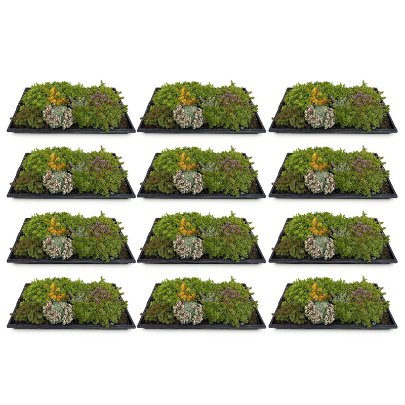 Green boutiQ - Bodembedekker - Winterhard - Sedum mat - Bestaat uit 10 soorten - X12 - Weinig Onderhoud - Lengte 50 Breedte 30
