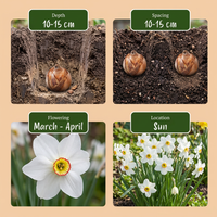 40x Narcissus Recurvus - Witte fakkelnarcis - Wit - Voorjaarsbloeier - Bolmaat 12/14