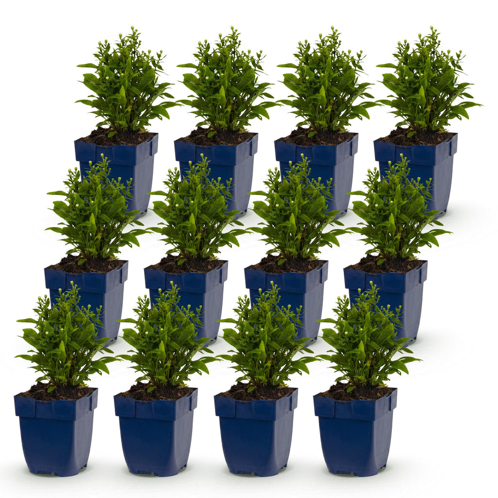 Green boutiQ - Stauden - Aster Tricolor - Strandaster - Bienen- und Schmetterlingsmagnet - Lila - Rosa - Weiß - 12 Pflanzen - Topf 11cm - Höhe 15-25cm
