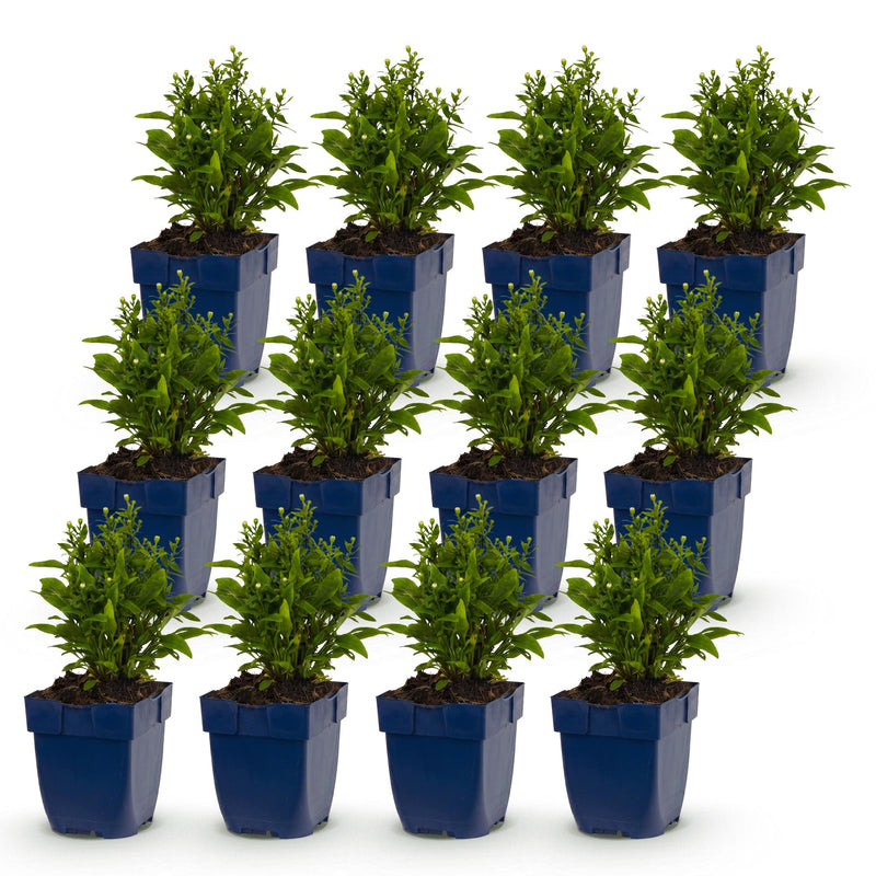 Green boutiQ - Vasteplant - Aster Tricolour - Zee Aster - Bijen en Vlinderlokkers - Paars - Roze - Wit - 12 Planten - Pot 11cm - Hoogte 15-25cm
