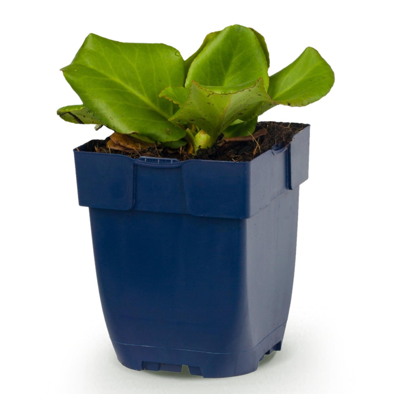 Green boutiQ - Vasteplant - Bergenia cordifolia - Schoenlappersplant - Schaduw - Roze - 1 Plant - Pot 11cm - Hoogte 15-25cm