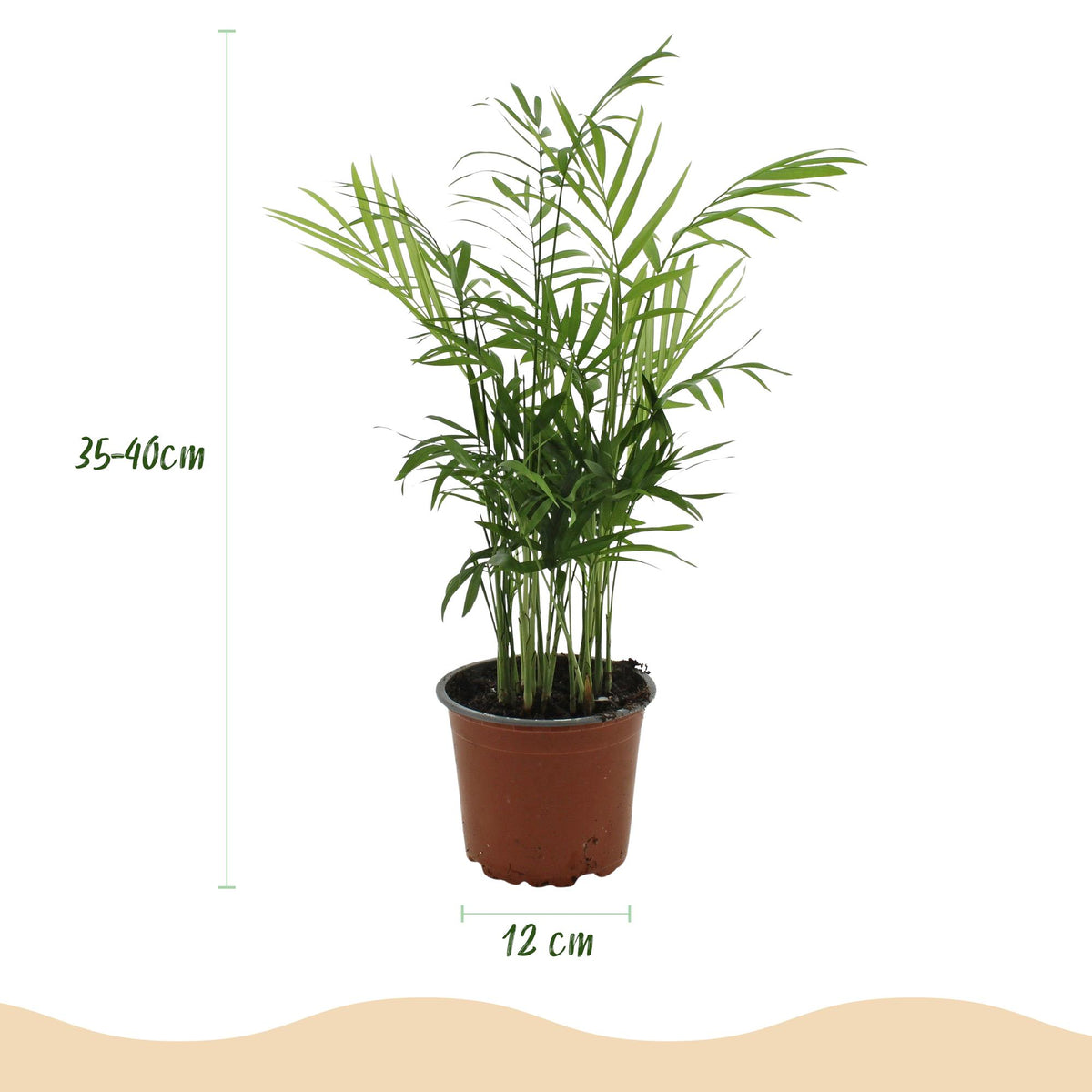 Green boutiQ - Zimmerpflanze - Chamaedorea elegans - Bergpalme - Haustierfreundliche Pflanze - Grün - 1 Pflanze - mit Korb - Topf 12cm - Höhe 15cm