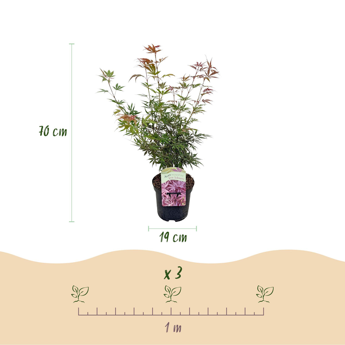 Green boutiQ - Plante de terrasse - Érable du Japon - Acer palmatum Jerre Swarts - Rouge foncé - 2 plantes - Caduc - Pot 19cm Hauteur 70cm