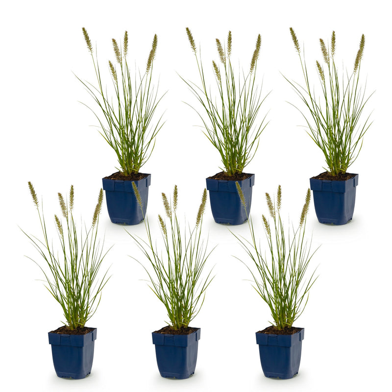 Green boutiQ - Grasses - Pennisetum alop. Hameln - Fountain Grass - With Plume - Green - 6 Plants - Pot 11cm - Height 15-25cm
