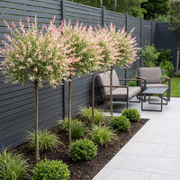 4x - Salix Flamingo - Ø23cm - ↕140-160cm
