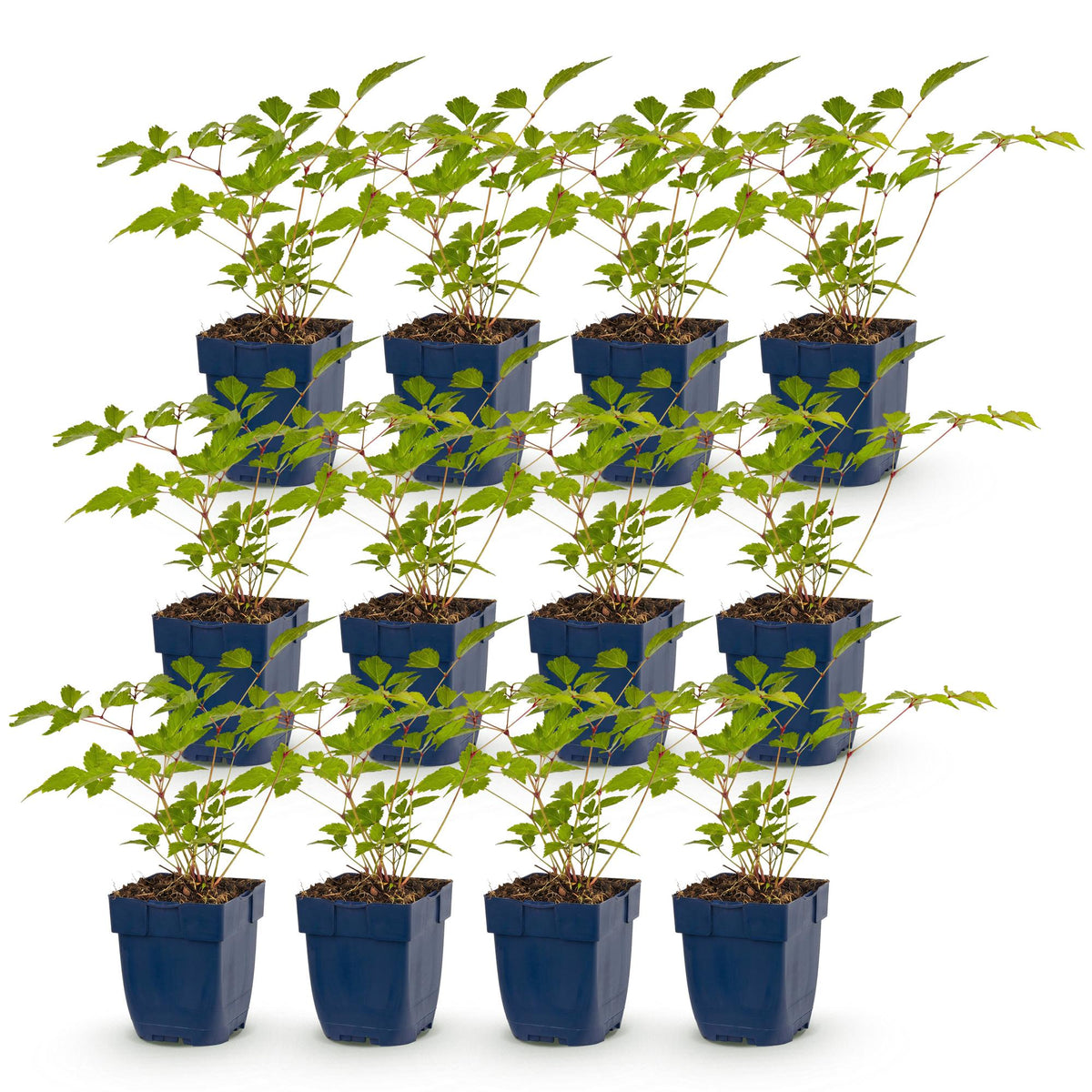 Green boutiQ - Plante vivace - Astilbe (J) Europa - Astilbe - Ombre - Rose - 12 Plantes - Pot 11cm - Hauteur 15-25cm