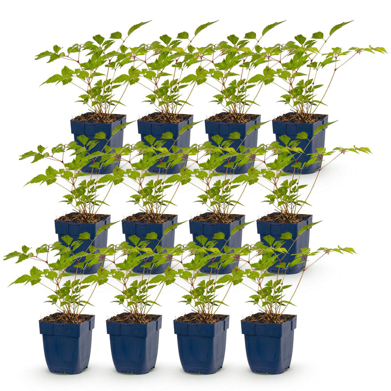 Green boutiQ - Vasteplant - Astilbe (J) Europa - Pluimspirea - Schaduw - Roze - 12 Planten - Pot 11cm - Hoogte 15-25cm