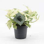Epipremnum Snow Leopard - Snow Leopard Pothos - Green - Cream - Tropical - Ø12cm - ↕25cm
