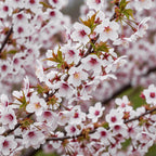 Green boutiQ - Plante sur tige - Prunus incisa Koujou-no-mai - Plante de terrasse - Caduc - Rustique - Fleur blanche - Pot 19cm Hauteur 90cm