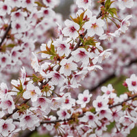 Green boutiQ - Plant op Stam - Prunus incisa Koujou-no-mai - Terras Plant - Bladverliezend - Winterhard - Witte Bloem - Pot 19cm Hoogte 90cm