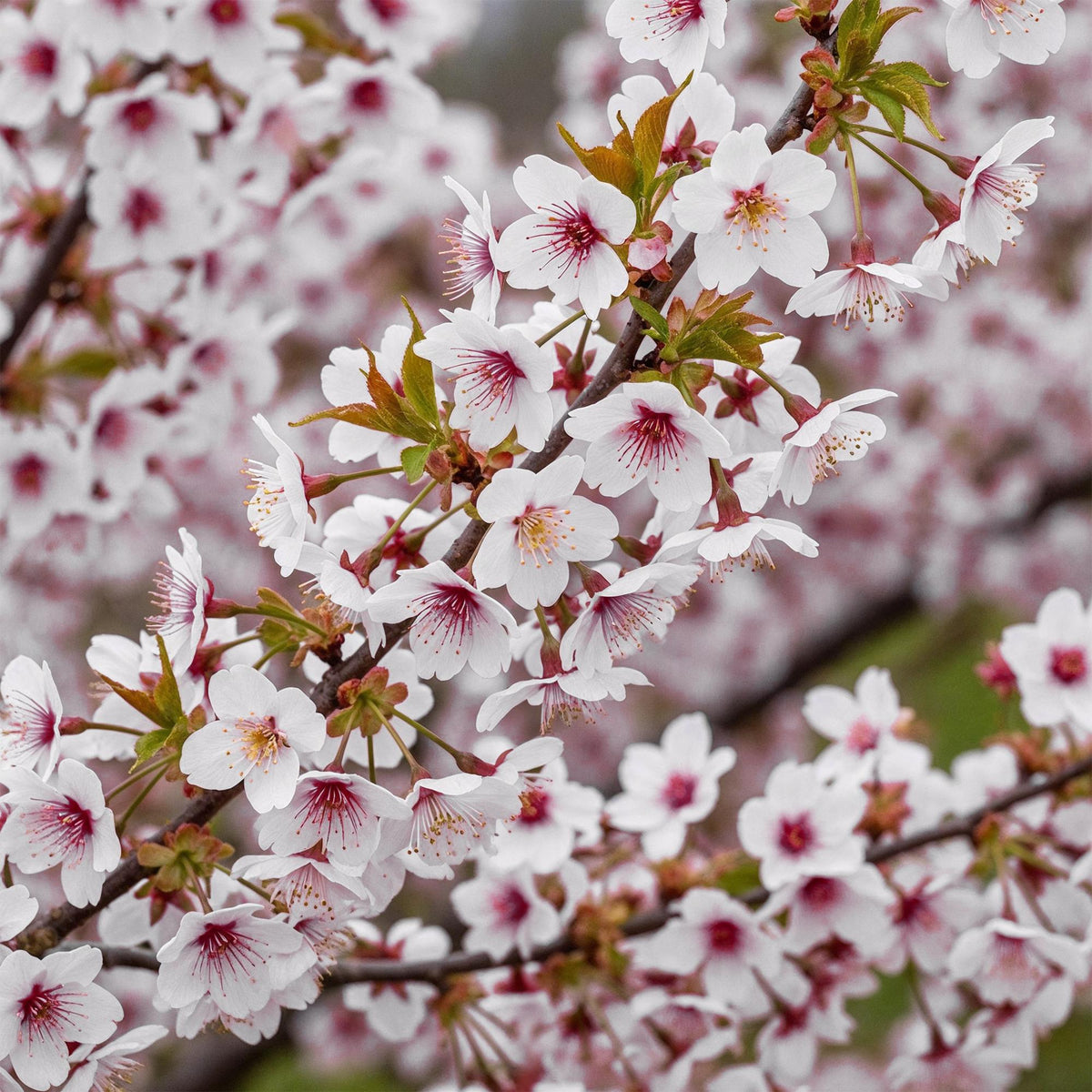 Green boutiQ - Plante sur tige - Prunus incisa Koujou-no-mai - Plante de terrasse - Caduc - Rustique - Fleur blanche - Pot 19cm Hauteur 90cm