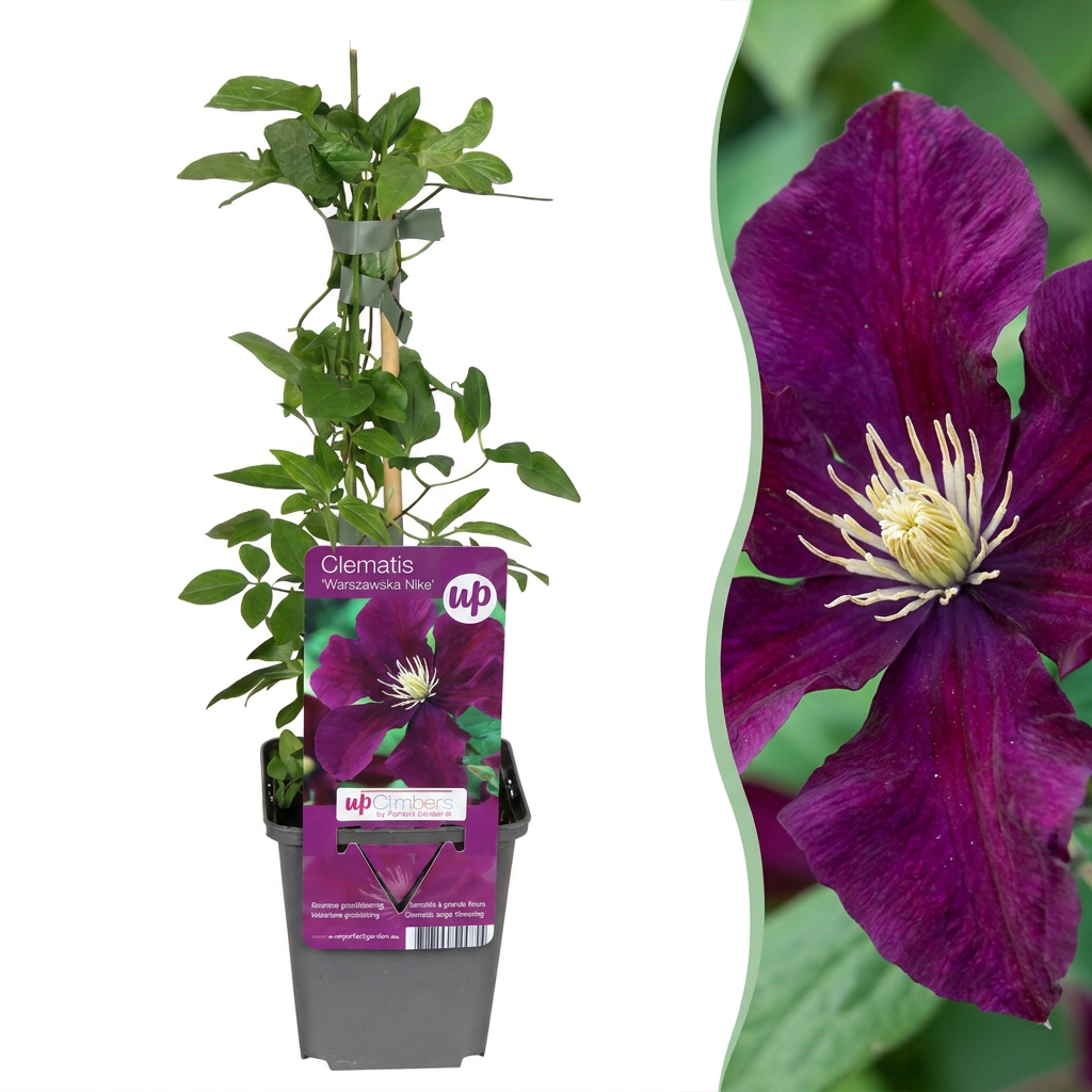 Clematis Warszawska Nike - Bosrank - Rood - Klimplant - Ø9cm - ↕35cm