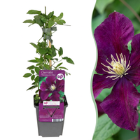 Clematis Warszawska Nike - Bosrank - Rood - Klimplant - Ø9cm - ↕35cm