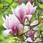 Green boutiQ - Plante de jardin - Magnolia George Henry Kern - Fleur rose - 3 plantes - Caduc - Peu d'entretien - Pot 12 cm Hauteur 30 cm