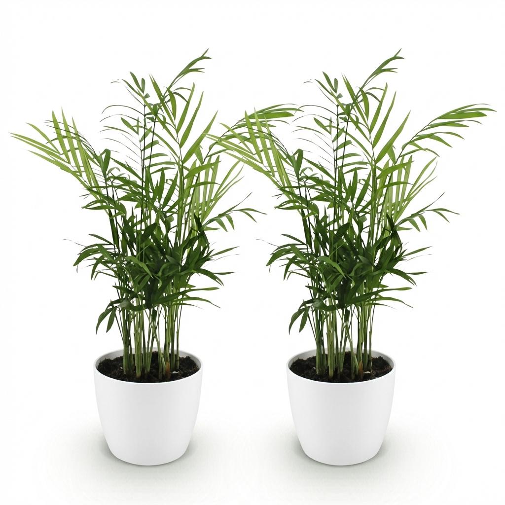 Green boutiQ - Zimmerpflanze - Chamaedorea elegans - Bergpalme - Haustierfreundliche Pflanze - Grün - 2 Pflanzen - mit Topf Weiß - Topf 12cm - Höhe 15cm