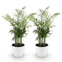 Green boutiQ - Kamerplant - Chamaedorea elegans - Goudpalm - Huisdiervriendelijke Plant - Groen - 2 Planten - met Potter Wit - Pot 12cm - Hoogte 15cm