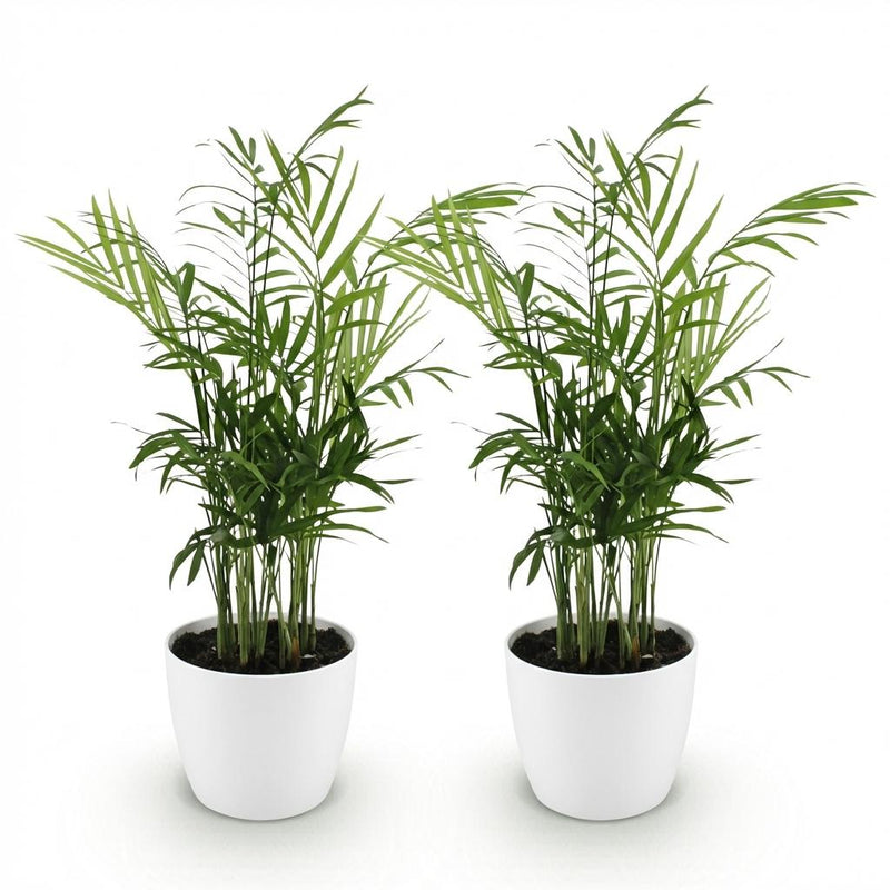 Green boutiQ - Kamerplant - Chamaedorea elegans - Goudpalm - Huisdiervriendelijke Plant - Groen - 2 Planten - met Potter Wit - Pot 12cm - Hoogte 15cm