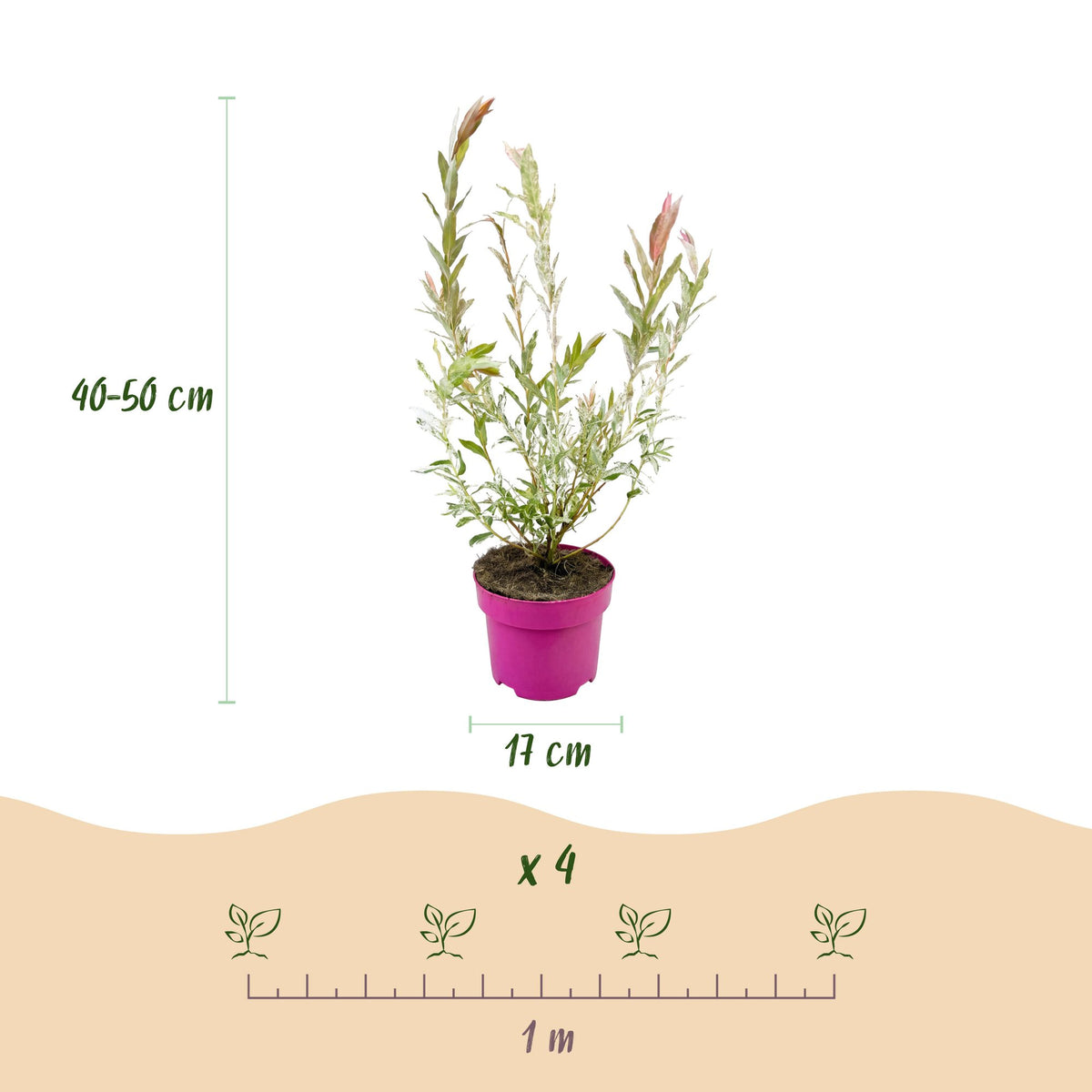 Salix Flamingo - Ø17cm - ↕40-50cm
