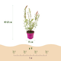 Salix Flamingo - Ø17cm - ↕40-50cm