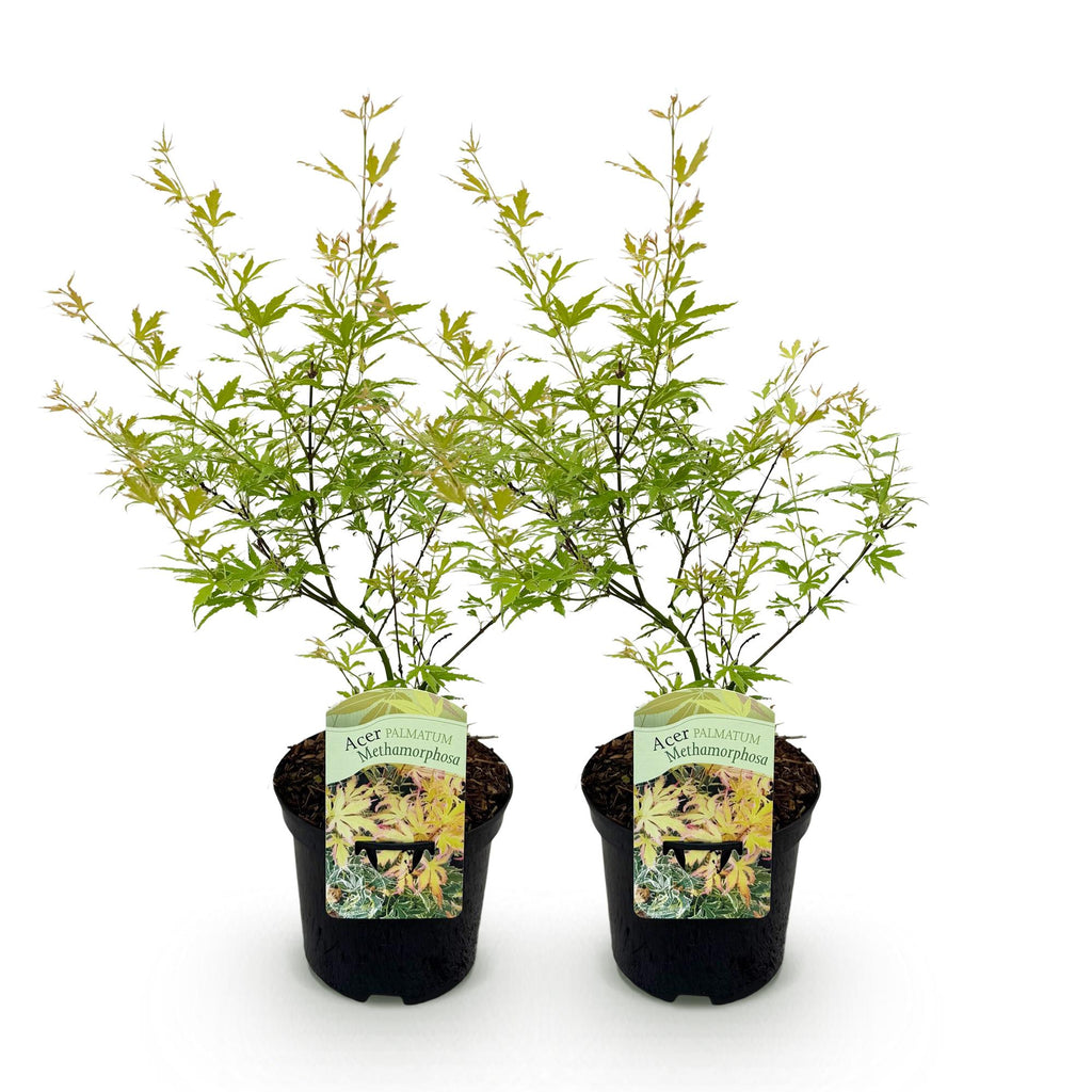 Green boutiQ - Plante de terrasse - Érable du Japon - Acer palmatum Metamorphosa - Vert - 2 plantes - Caduc - Pot 19 cm Hauteur 70 cm
