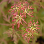 Green boutiQ - Plante de jardin - Acer palmatum Seiryu - Vert 1 Plante - Caduc - Peu d'entretien - Pot 12cm Hauteur 35cm