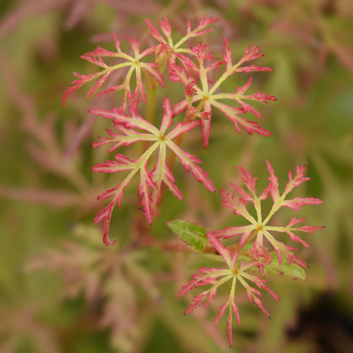 Green boutiQ - Plante de jardin - Acer palmatum Seiryu - Vert 1 Plante - Caduc - Peu d'entretien - Pot 12cm Hauteur 35cm