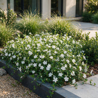 Vasteplant - Vinca minor Alba - Maagdenpalm - Bodembedekkend - Wit - 24 Planten - Pot 11cm - Hoogte 15-25cm
