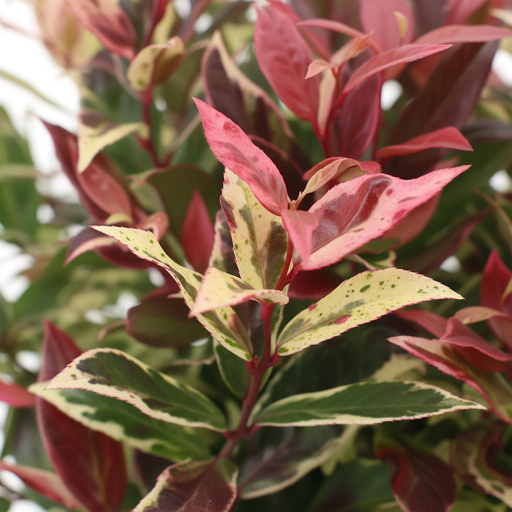 Green boutiQ - Plante de jardin - Leucothoe Colour Diamond - Panaché - 1 plante - Persistant - Peu d'entretien - Pot 17cm Hauteur 45cm