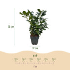 Green boutiQ - Heckenpflanzen - Prunus laurocerasus Etna - Blatt grün - 6 Pflanzen - 1 laufender Meter - immergrün - Topf 17 cm Höhe 50 cm