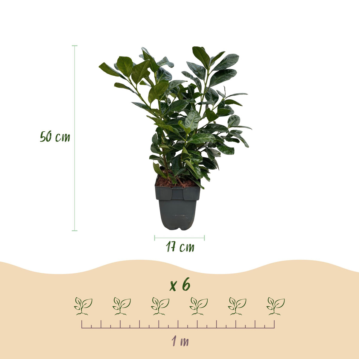 Green boutiQ - Heckenpflanzen - Prunus laurocerasus Etna - Blatt grün - 6 Pflanzen - 1 laufender Meter - immergrün - Topf 17 cm Höhe 50 cm
