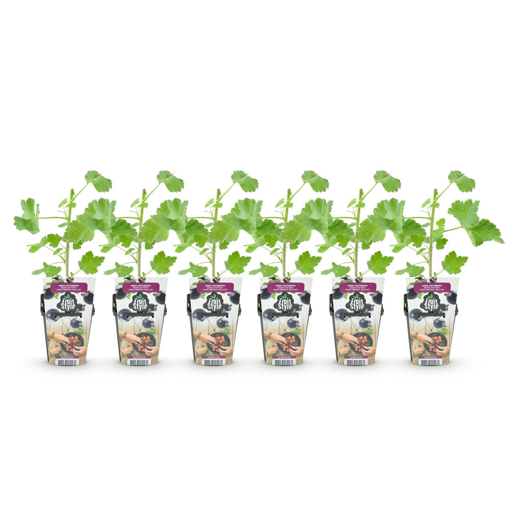 Green boutiQ - Plants fruitiers - Jostaberry - Ribes Jostabes - Rustique - 6 plantes - Pot 9 cm - Cassis